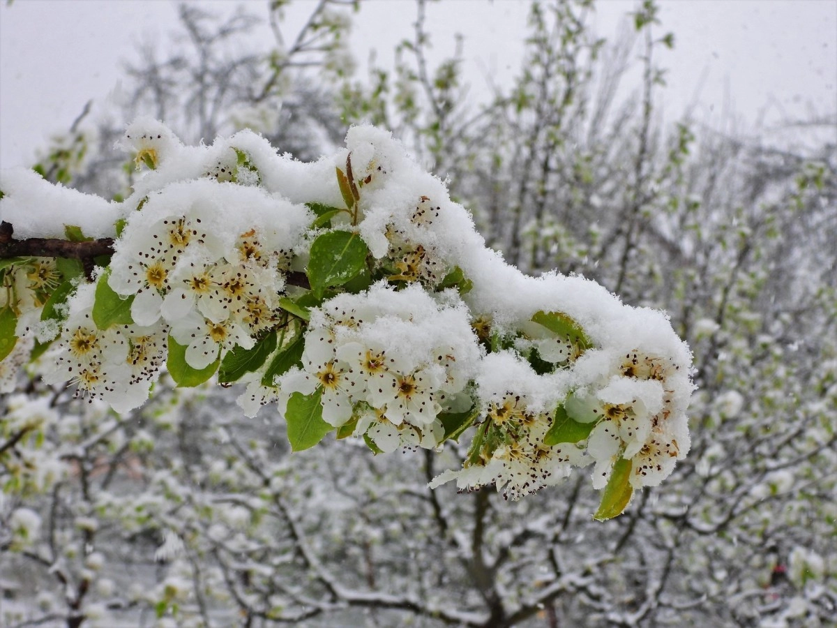 Meteorolozi objavili upozorenje: Večeras opasnost od mraza